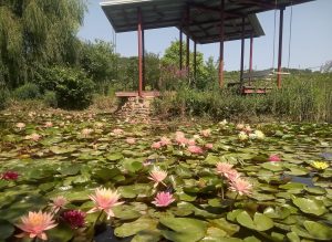lacul cu nuferi