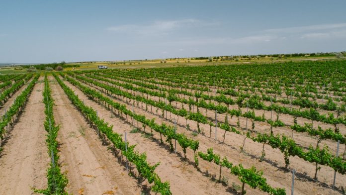 vinia-traian-vii vinia Traian vita-de-vie