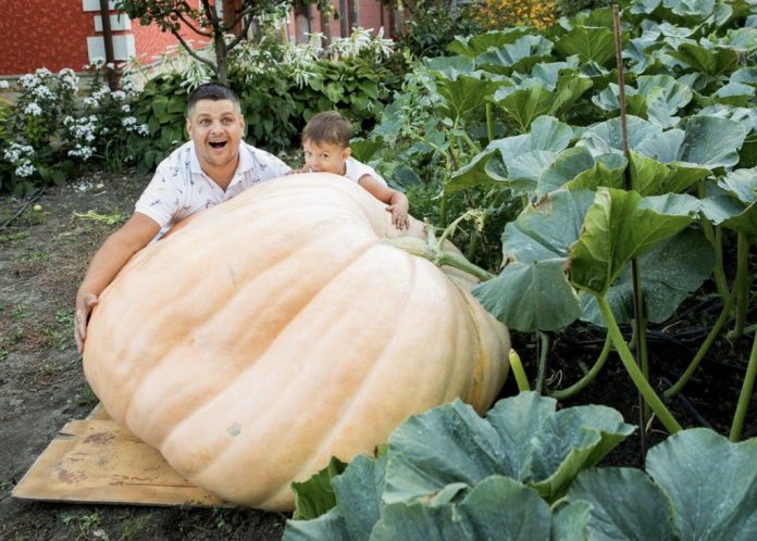 cel-mai-mare-dovleac