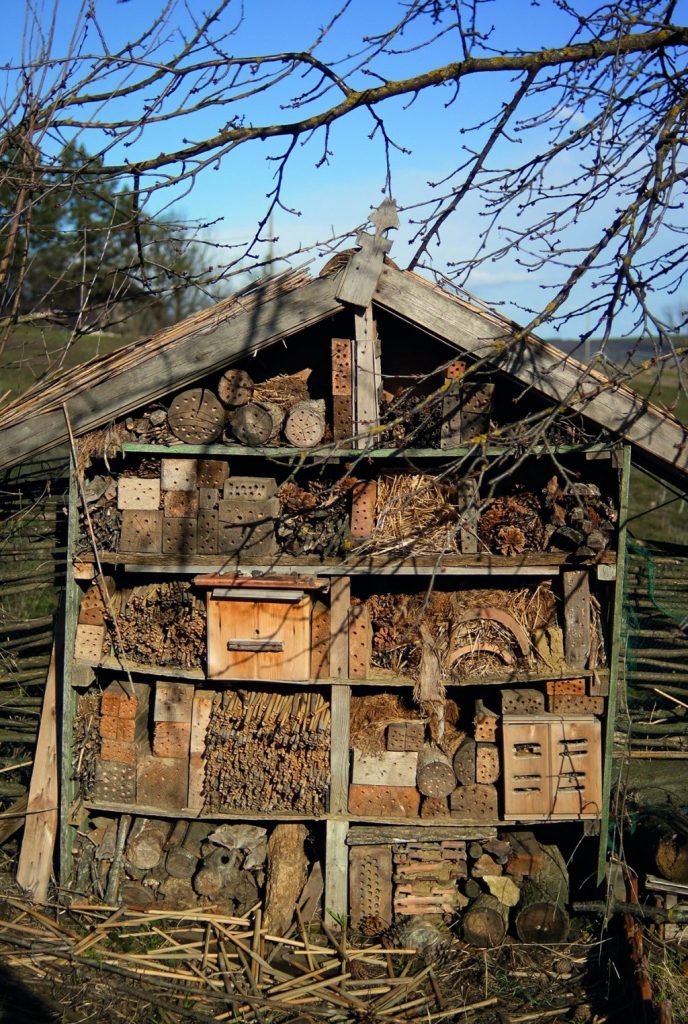 hotel insecte eco village riscova