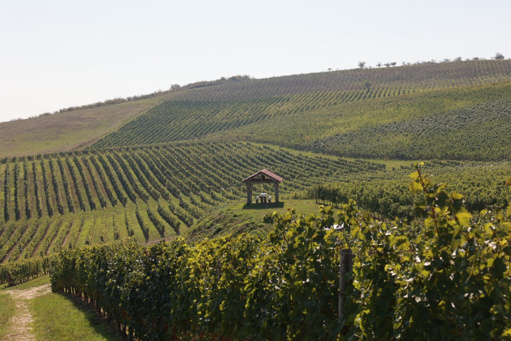 mica toscana din moldova traseu vitivinicol mircesti