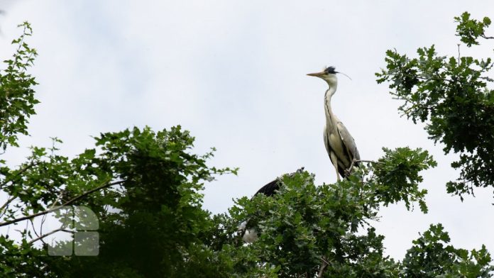 bitlani1 batlani padurea domneasca