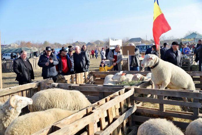 festival-ovine festivalul laie bucalaie cimislia