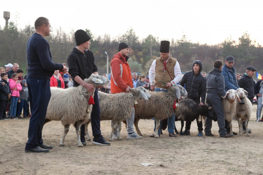 festival ovine cimislia