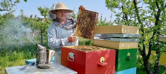 miere-albini conacul mierii apicultura agropensiune
