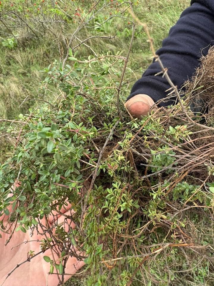 rezervatia orheiul vechi adaposteste specii valoroase de plante