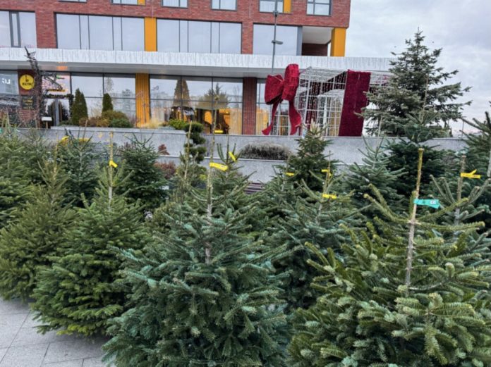 brazi-naturali1 brazi naturali