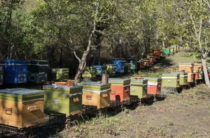 prisaca-vulpii prisaca vulpii