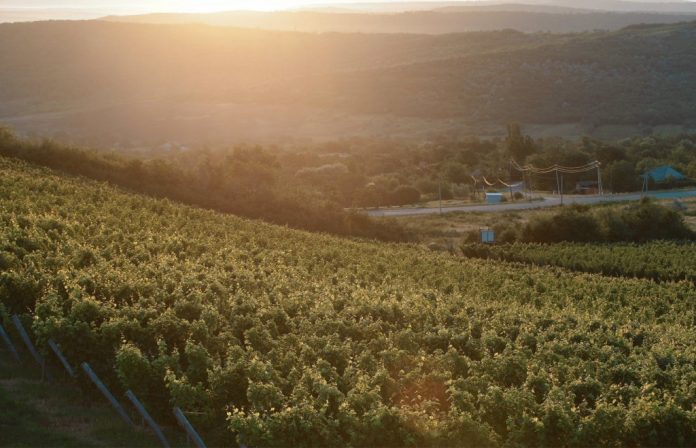 stefan-voda-vie igp stefan voda