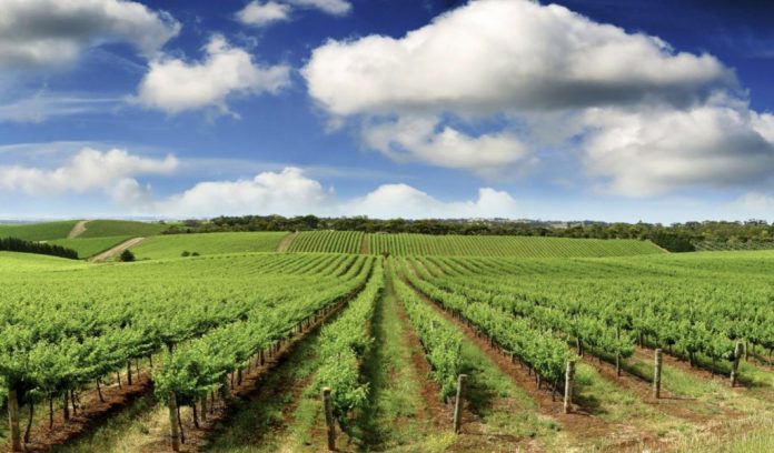 vie-vinaria-dac vinaria dac