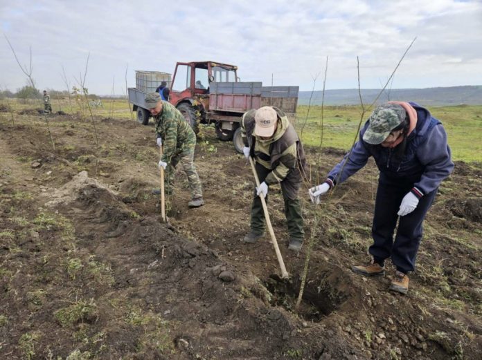 plantare1 padure hiliuti