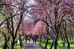 timisoara inflorita