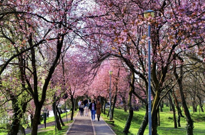ciresi-timisoara timisoara inflorita