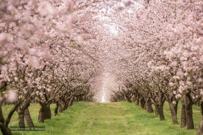 migdali-dumbrava dumbrava veche