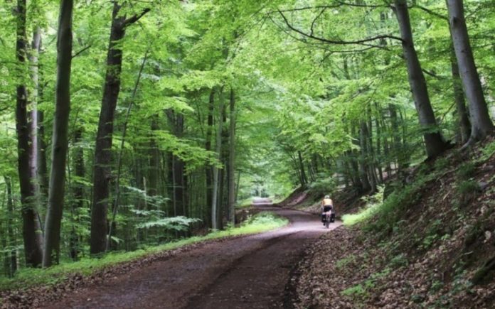 drum-forestier curchi-donici