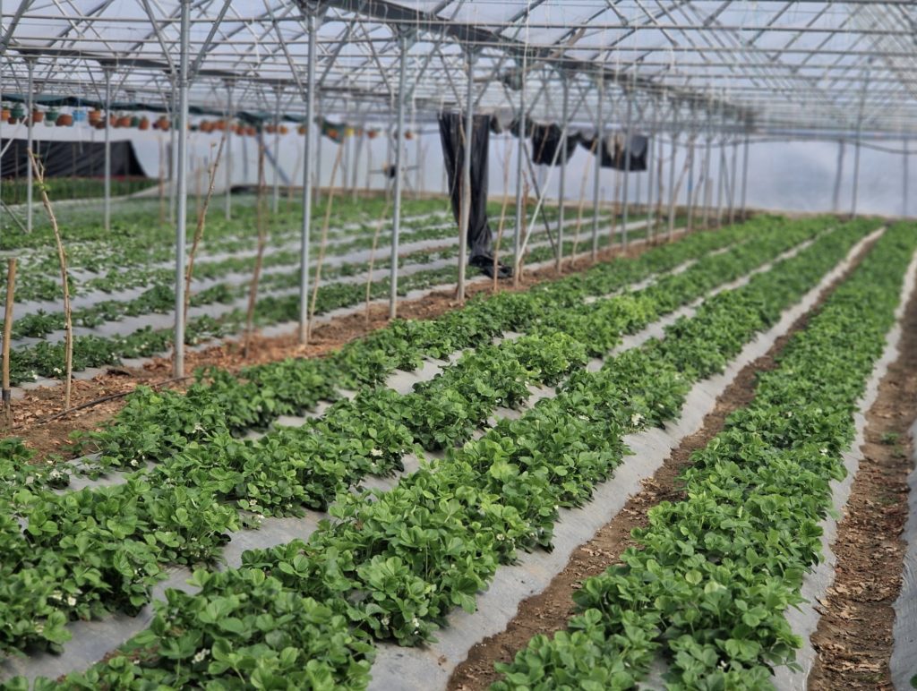 74.000 de flori plantate