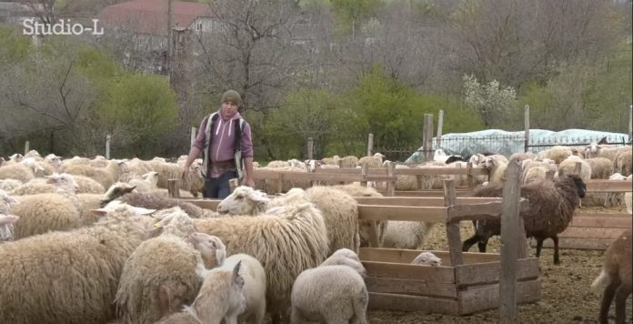 victor-opatchi mieii