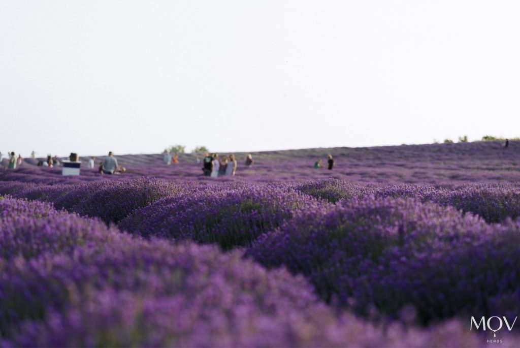 lavanda mov herbs