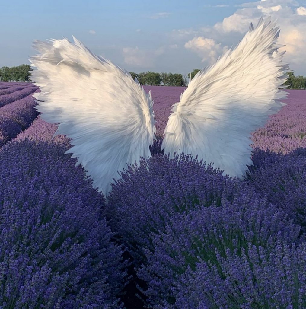 lanuri de lavanda chisinau