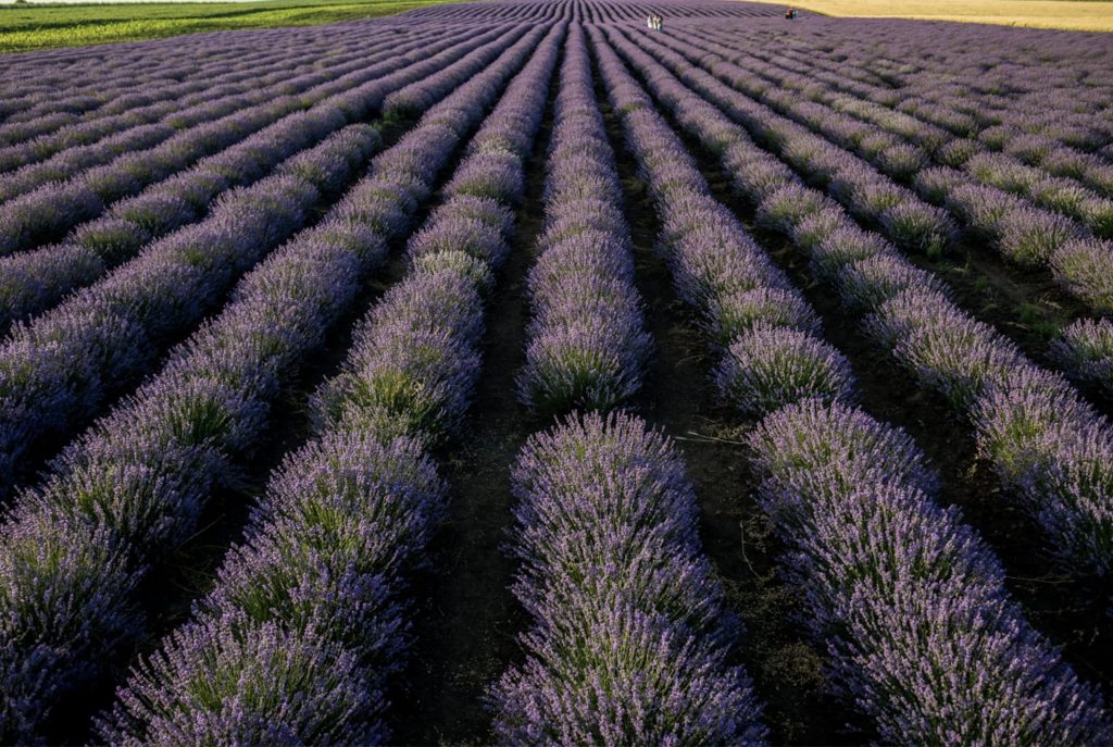 lanuri de lavanda moldova