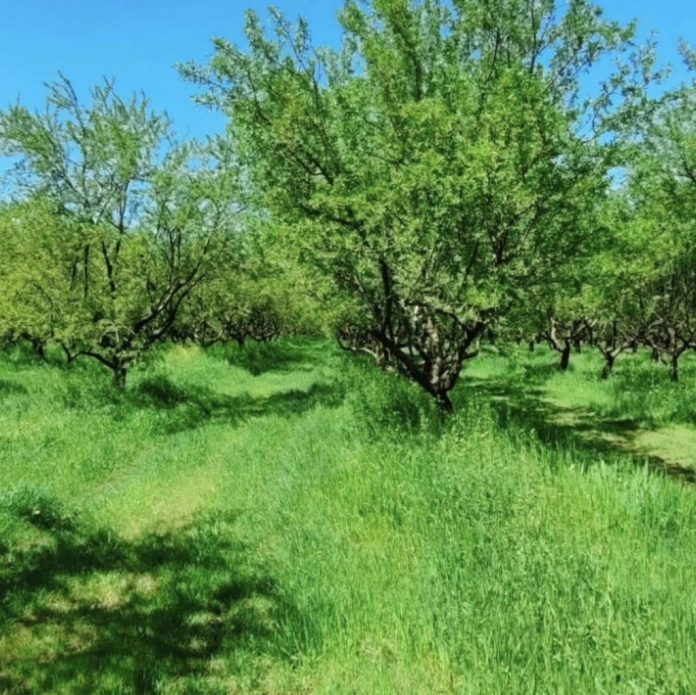 livada-migdali dumbrava veche