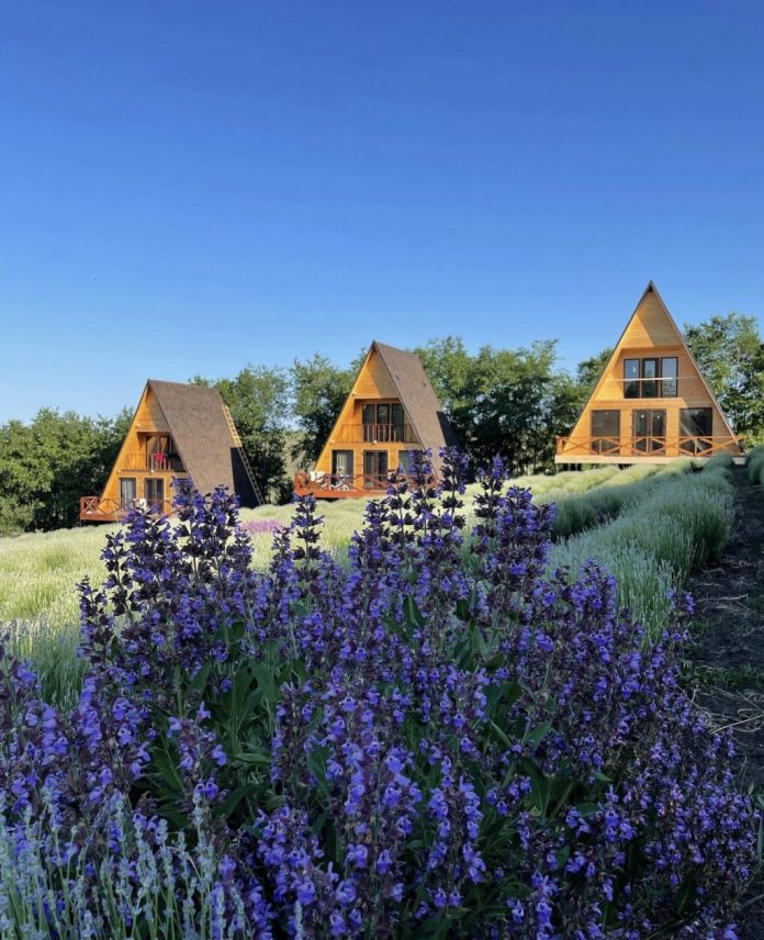 la-iepurasi la iepurasi