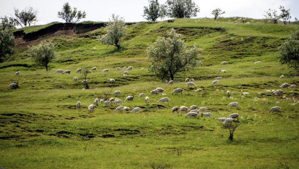 ferma vilador parte din dealurile magurii
