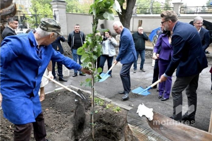 lastar-tei-eminescu lastar tei eminescu