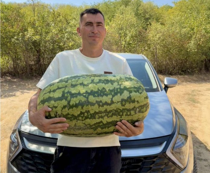 pepene-verde pepene verde urias