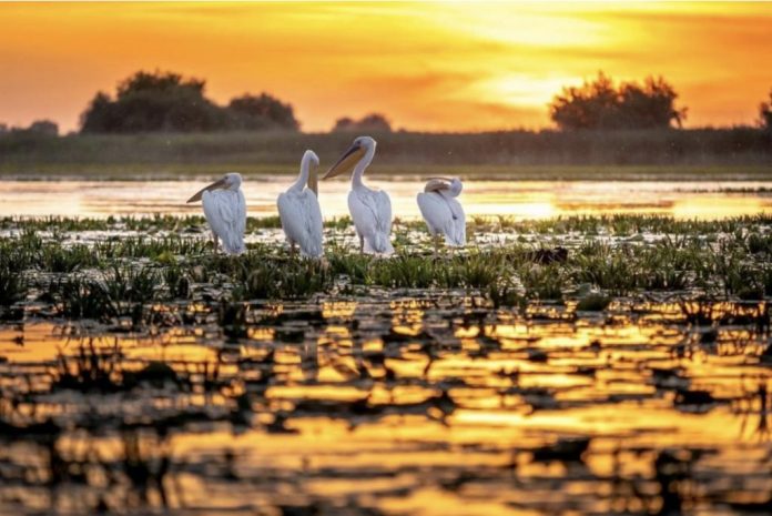 zona-umeda zone umede