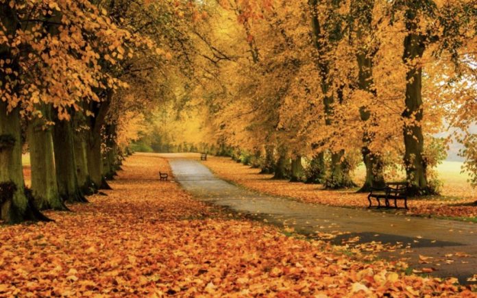 toamna sesiuni foto de toamna