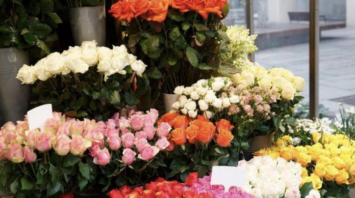 trandafiri investitie la cimislia