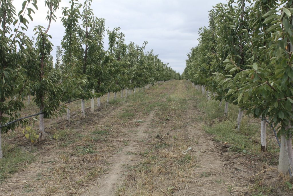 livada de ciresi cojusna