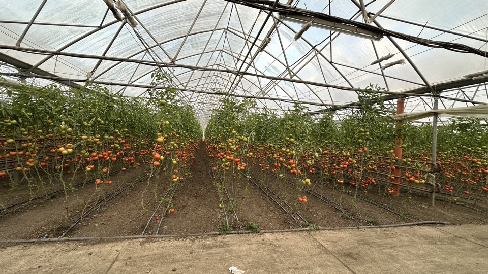 tatiana capatana propducator de legume criuleni