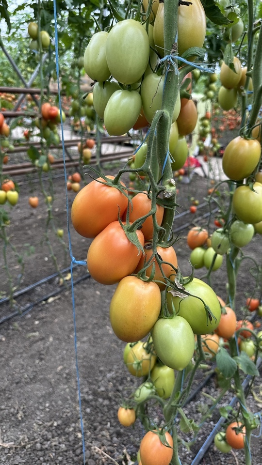 rosii de la onitcani