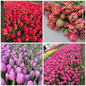 lalele-colaj2.png lalele moldovenesti