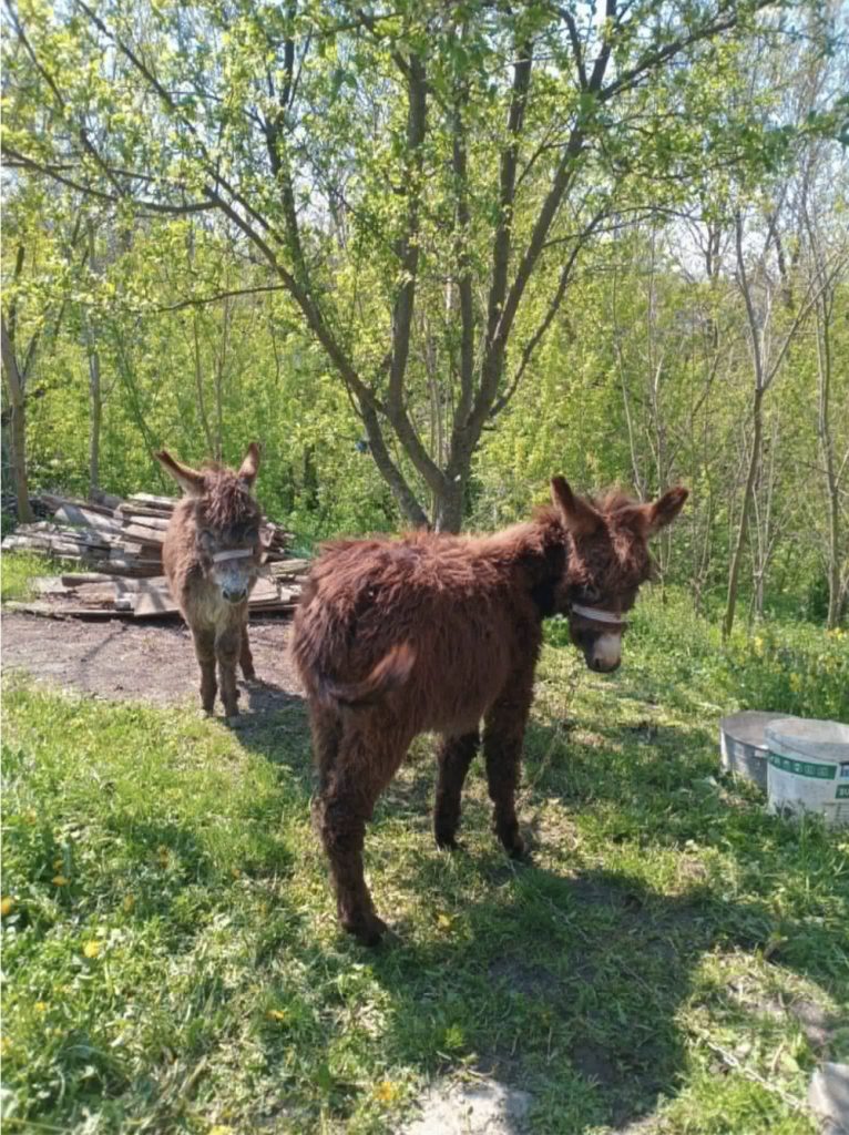 Two brown donkeys standing in a grassy yard, with a wood pile and a bucket nearby amid trees in springtime.