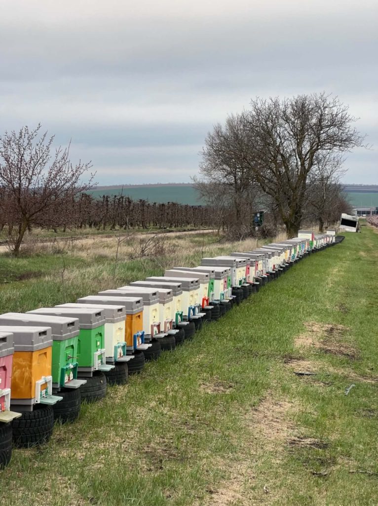 Long row of colorful beehives resting on stacked tires in a rural field, with bare trees and a cloudy sky.