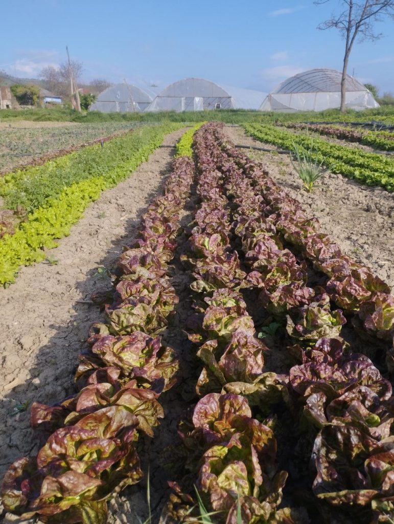 Rows of red and green lettuce growing in a field with plastic greenhouses in the distance under a blue sky