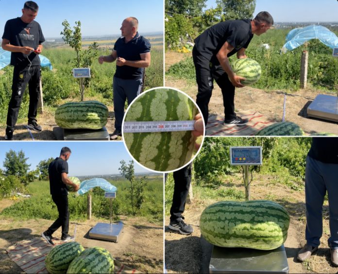 harbuz-hagimus harbuz record